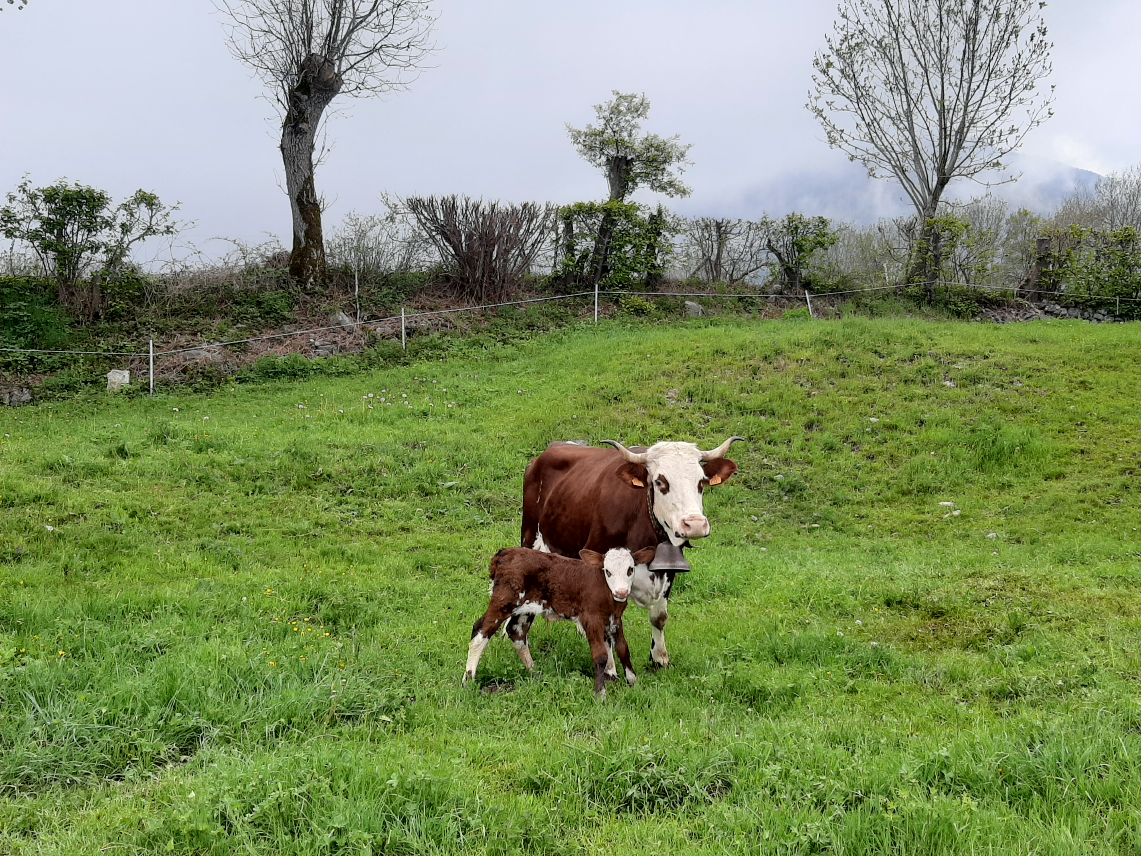 Troupeau GAEC Normand